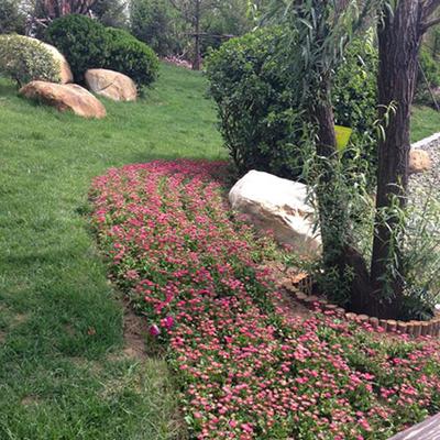 山東園林綠化工程設計及施工 融合傳統與現代的生態藝術